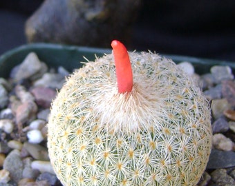 Mammillaria micromeris succulent cactus