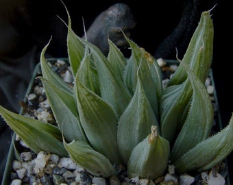 Haworthia retusa accuminata variegata succulent