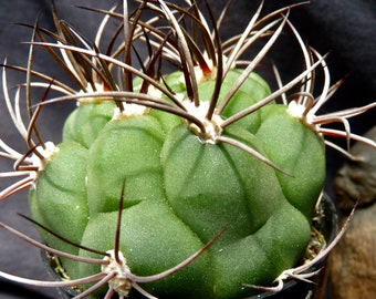 Gymnocalycium saglionis succulent cactus