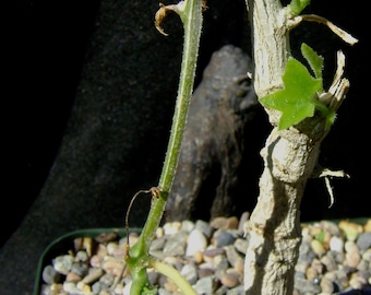 Corallocarpus bainesii succulent caudiciform