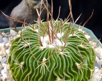 Stenocactus multicostatus succulent cactus