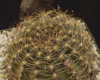 Lobivia cardenasiana kratachvilliana succulent cactus
