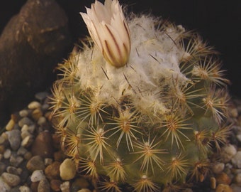 Thelocactus ysabelae succulent cactus