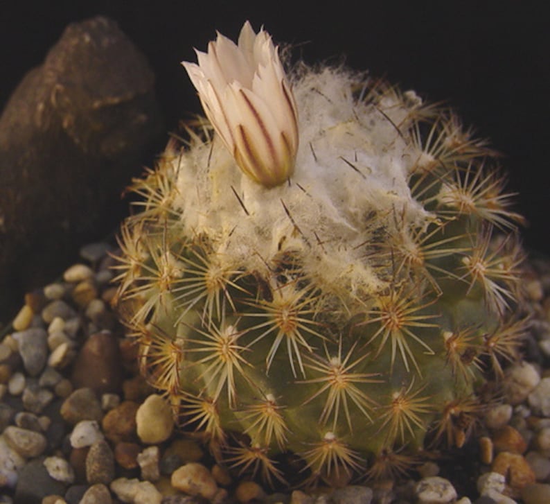 Thelocactus ysabelae cactus suculento imagen 1