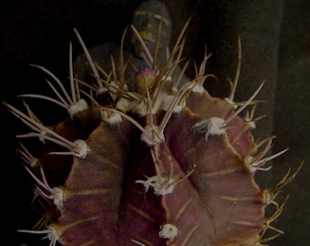 Gymnocalycium stenopleurum (=friedrichii) succulent cactus