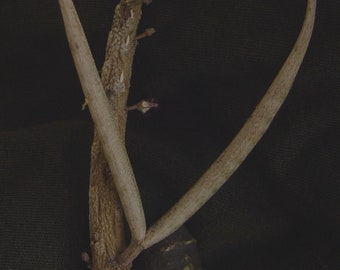 Rhytidocaulon macrolobum macrolobum succulent