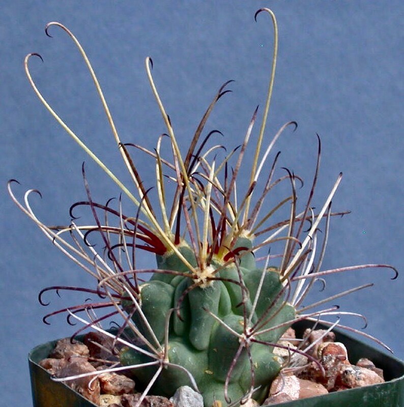 Sclerocactus Glandulocactus uncinatus wrightii succulent cactus image 1