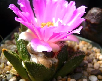 Anhalonium fissuratus bravoanus succulent cactus