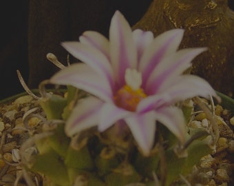 Pediocactus schmiedickeanus rubriflorus succulent cactus