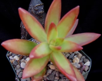 Sedum adolphii cv Firestorm suculenta