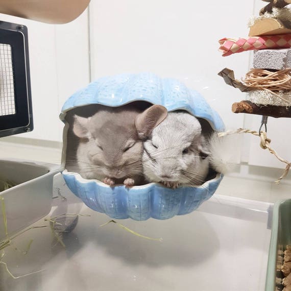Petco Places That Sell Chinchillas Pet Stores With Chinchillas