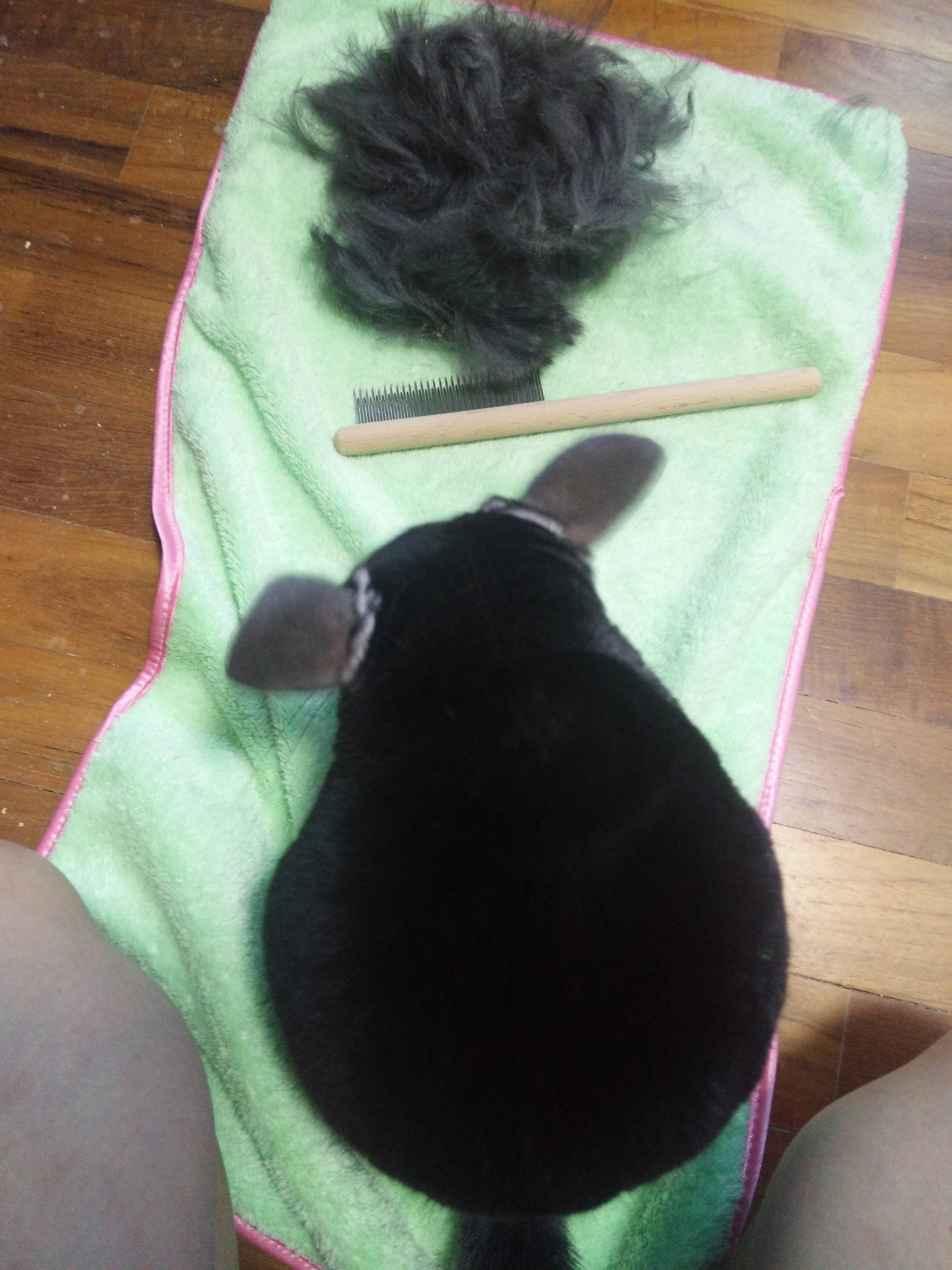 Professional Grooming Comb for Chinchilla Rabbits Guinea Etsy