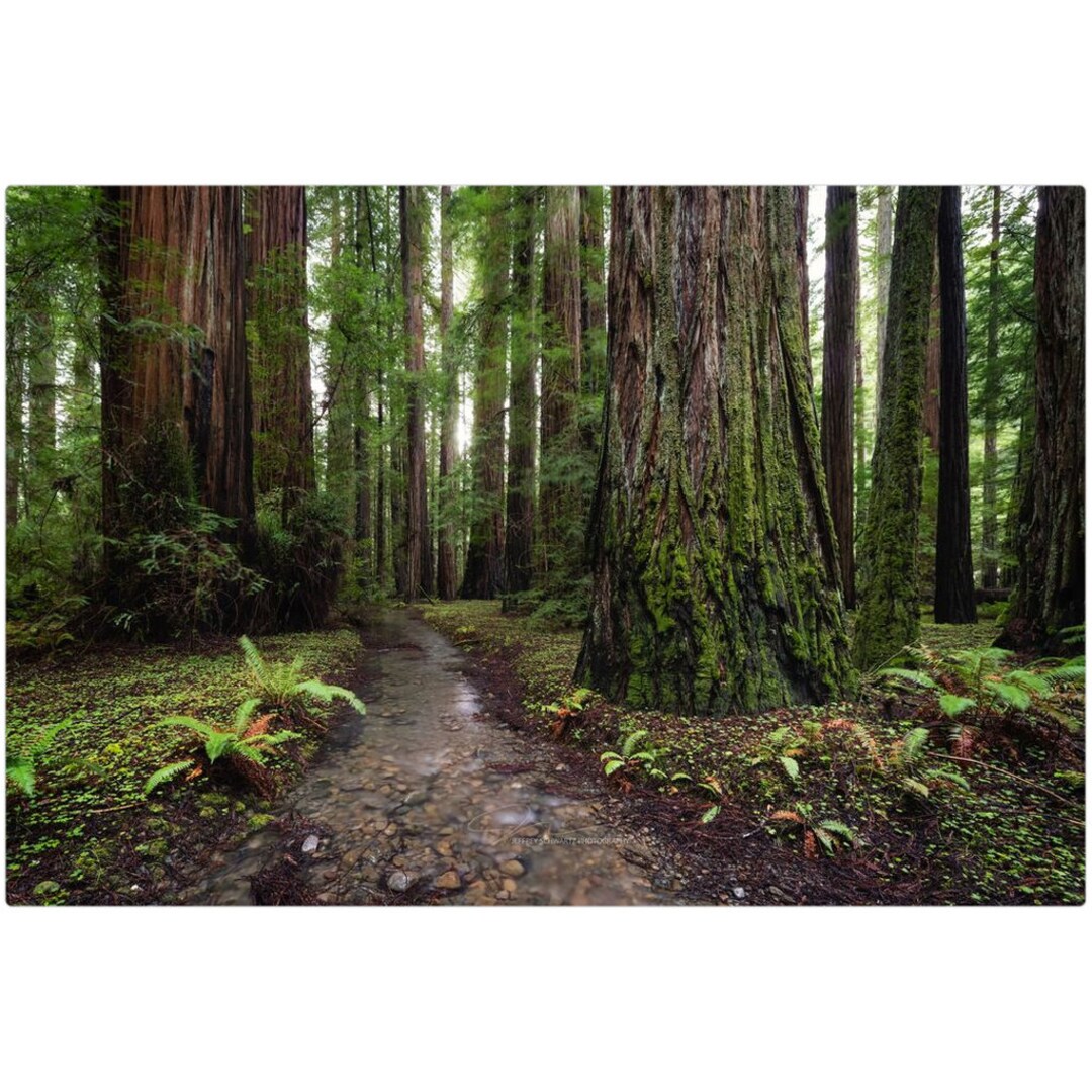 Redwood Forest Wall Art Metal Print Gift Humboldt County, California Etsy