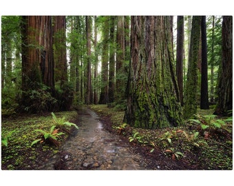 Redwood Forest | Wall Art | Metal Print | Gift | Humboldt County, California
