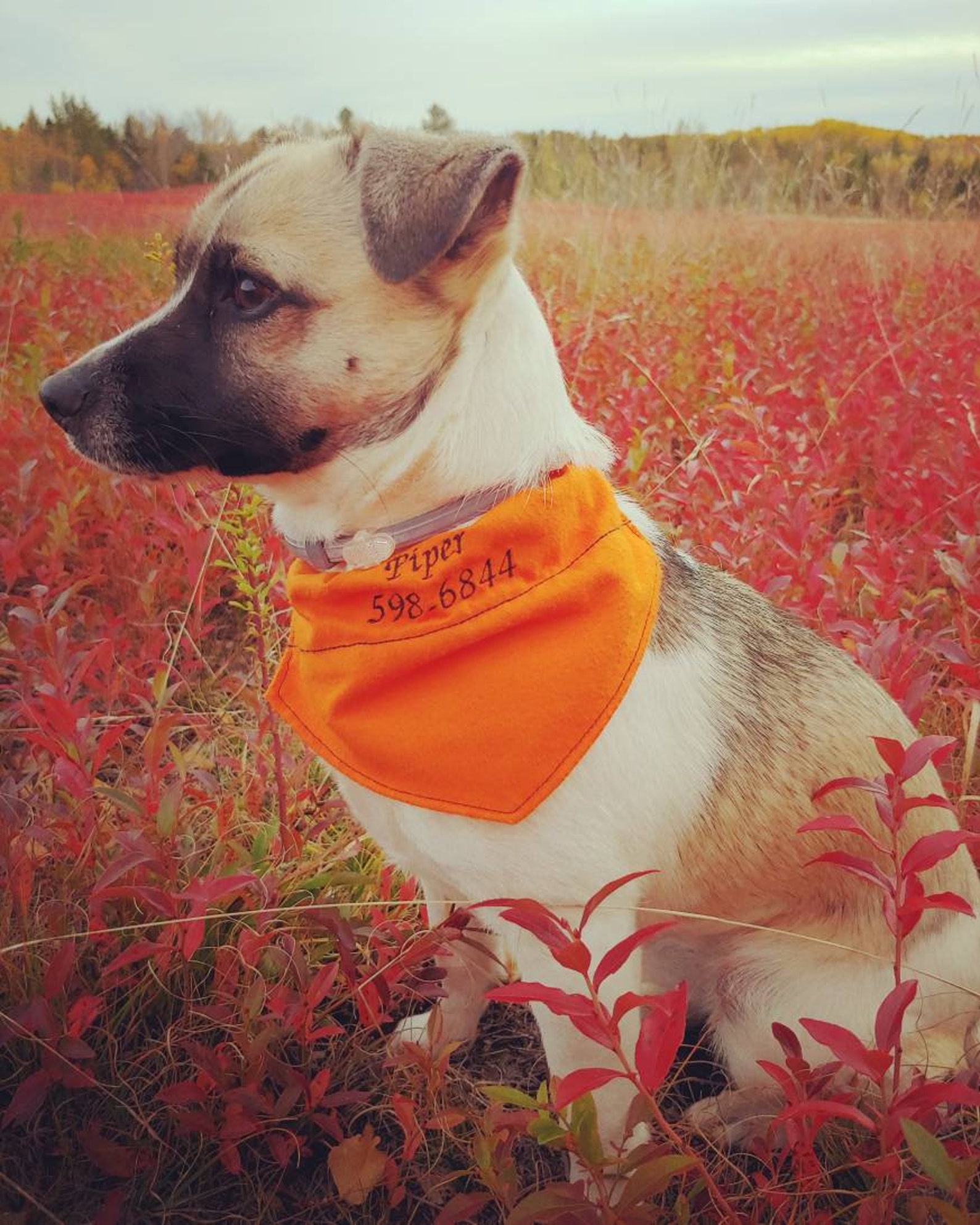 Blaze Orange Hunting Season Dog Bandana W/ FREE Custom Etsy