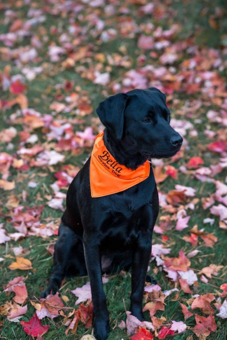 Blaze Orange Hunting Season Dog Bandana w/ FREE Custom Etsy