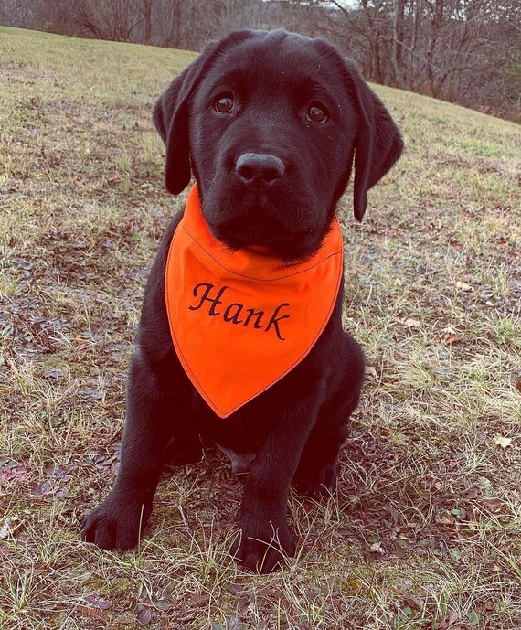 Blaze Orange Hunting Season Dog Bandana w/ FREE Custom | Etsy