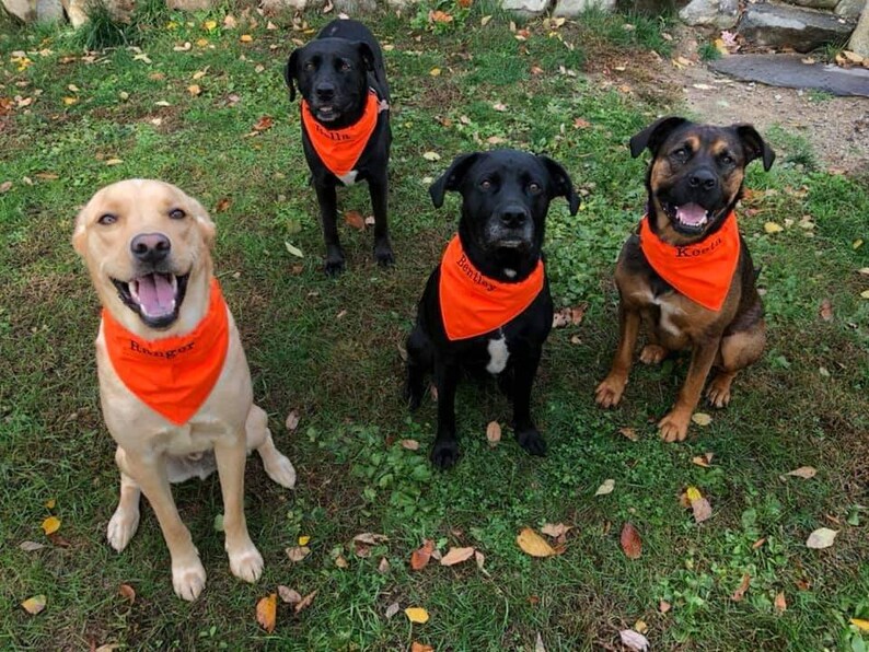 Blaze Orange Hunting Season Dog Bandana W/ FREE Custom | Etsy
