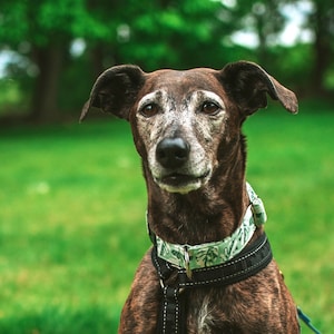 Lime Albo Dog Collar: Monstera, Houseplant, Albo Plant, Green, Classic Cotton Collar, Custom, Buckle, Slip on, Martingale, Dog on the Moon