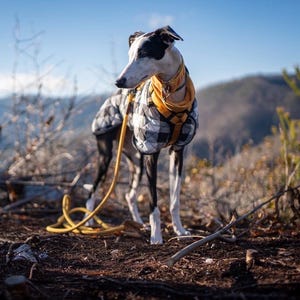 May include: A black and white dog wearing a yellow collar and a black and white plaid jacket stands outdoors. A yellow leash is attached to the collar. The dog is standing on a brown surface with a mountain range in the background.