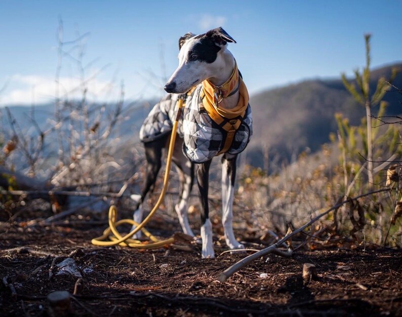 May include: A black and white dog wearing a yellow collar and a black and white plaid jacket stands outdoors. A yellow leash is attached to the collar. The dog is standing on a brown surface with a mountain range in the background.