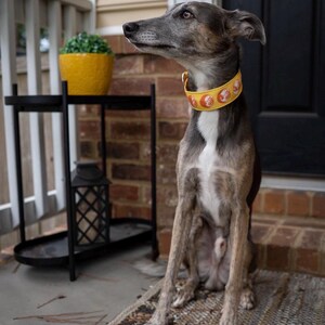 May include: A grey and white dog with a slender build sits wearing a bright yellow collar featuring a repeating pattern of small, circular orange and white graphic icons. The dog has a long snout, pointed ears, and a white patch on its chest.