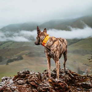 May include: A brindle dog stands on a rocky outcrop, gazing at a misty mountain landscape. The dog wears a yellow collar with red accents. The scene is set against a backdrop of rolling green hills and a cloudy sky.
