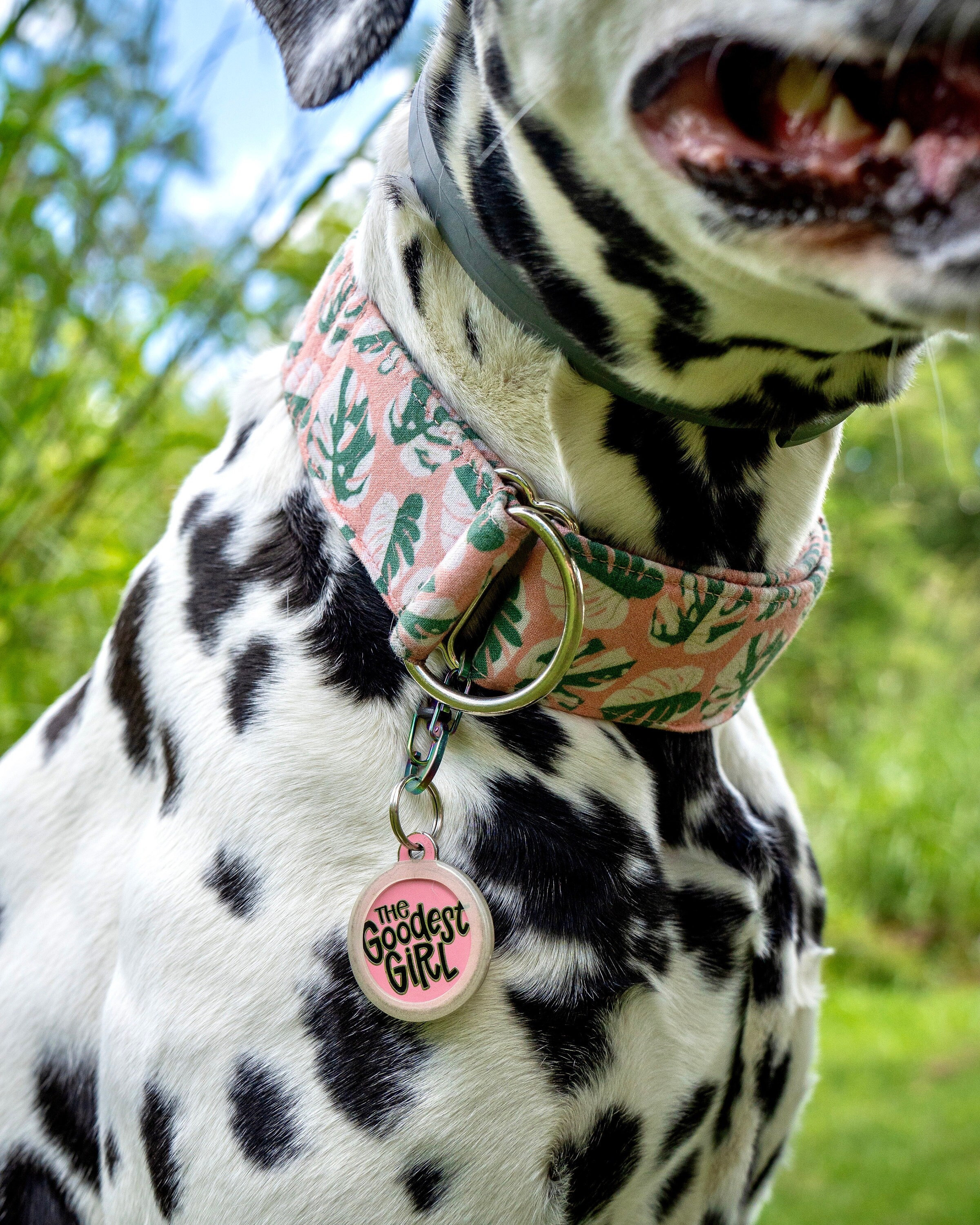 Dog on the moon collars online