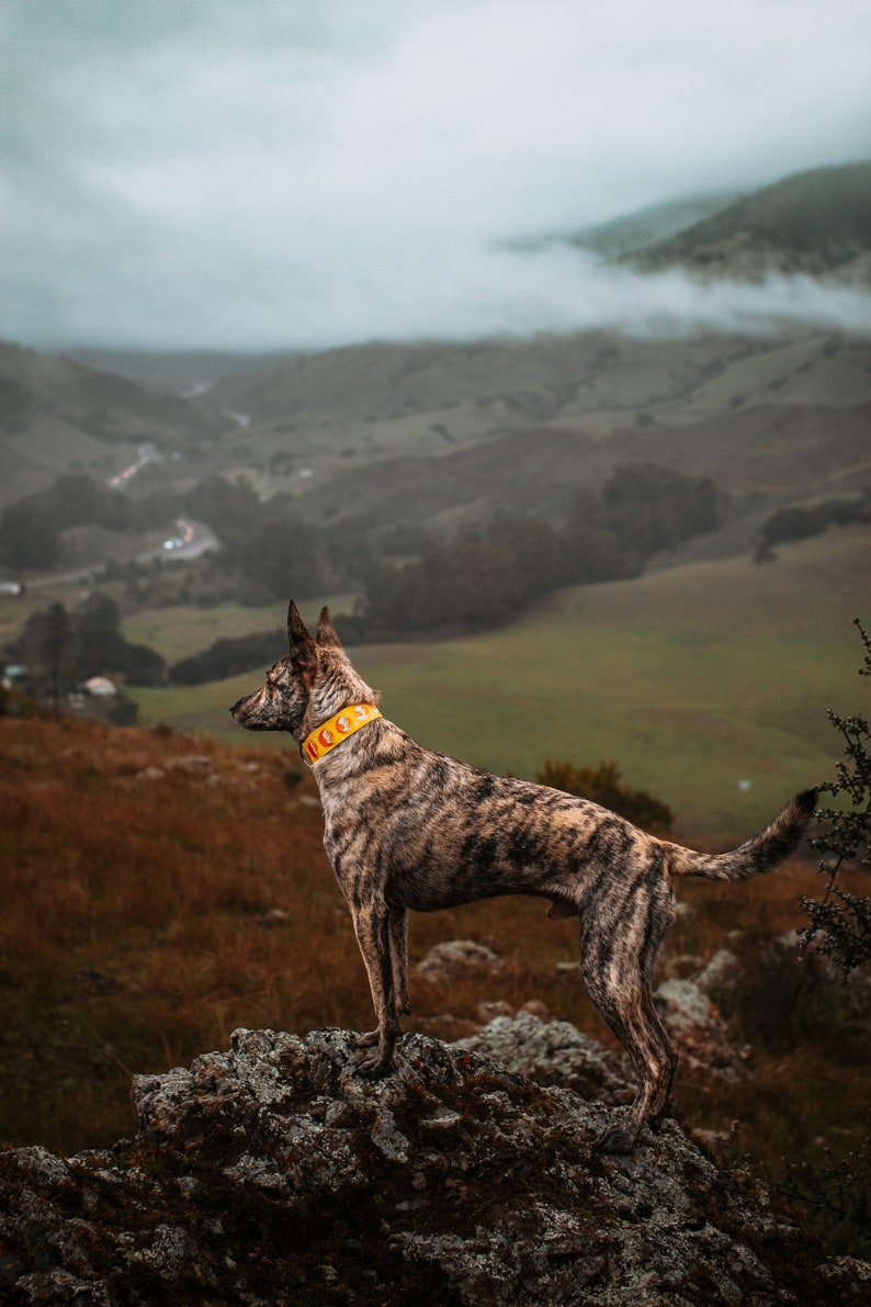 May include: A brindle dog with a yellow collar stands on a rocky outcrop, gazing at a misty landscape. The dog's coat features a mix of brown and black stripes. The background shows rolling green hills and a cloudy sky.