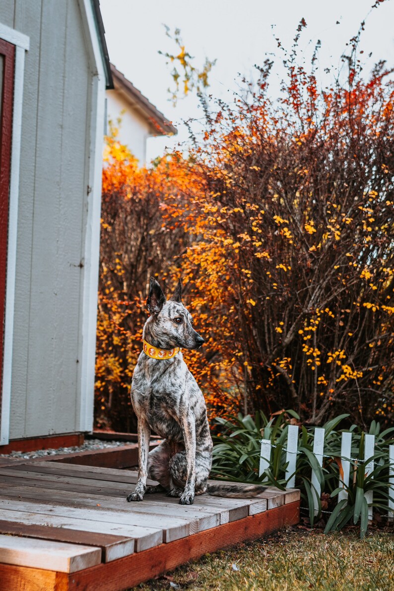 May include: A brindle dog with a yellow collar sits on a wooden deck. The dog has a gray and white coat and is looking to the right. The background includes a white fence, green plants, and orange and brown foliage.