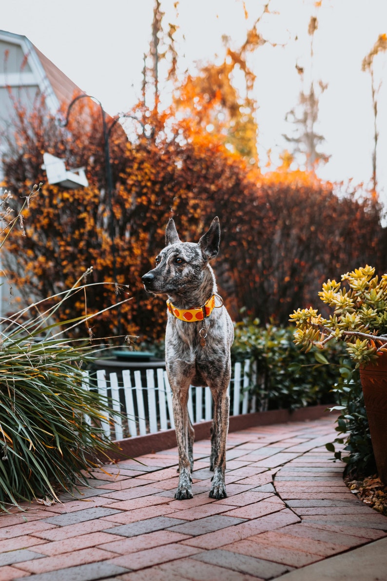May include: A brindle dog with a yellow collar with red circles stands on a brick pathway. The dog is in a garden setting with a white picket fence and lush greenery. The background features autumn foliage.