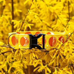May include: A yellow fabric pet collar featuring a repeating pattern of orange moon phases and small white stars. The collar includes a black plastic side-release buckle and a silver-toned metal D-ring for attaching a leash or identification tag.