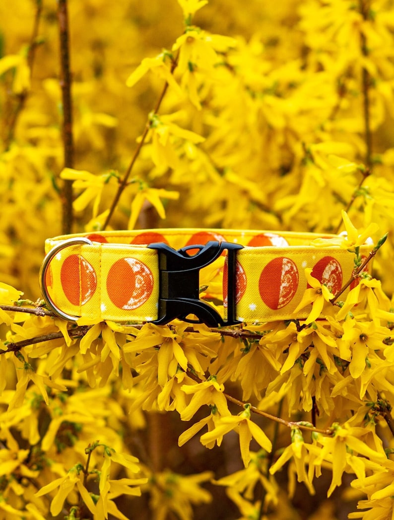 May include: A yellow fabric pet collar featuring a repeating pattern of orange moon phases and small white stars. The collar includes a black plastic side-release buckle and a silver-toned metal D-ring for attaching a leash or identification tag.