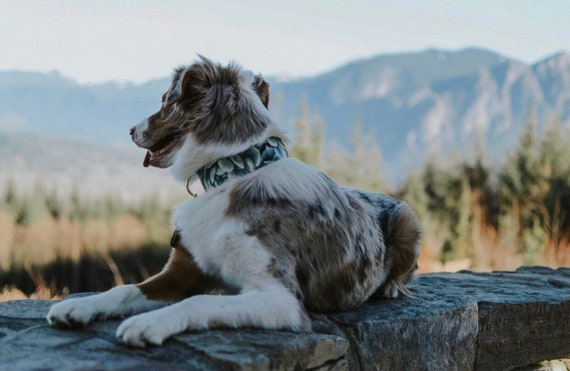 Agave Dog Collar Cat Collar Succulent Cactus Plant Lovers Etsy