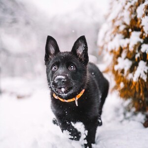 May include: A black puppy with an orange collar plays in the snow. The puppy has snow on its nose and is looking towards the camera. The background is blurred, with snow-covered trees.