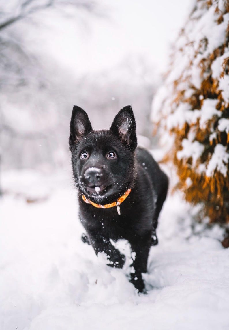 May include: A black puppy with an orange collar plays in the snow. The puppy has snow on its nose and is looking towards the camera. The background is blurred, with snow-covered trees.