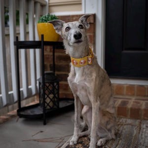 May include: A bright yellow dog collar featuring a repeating pattern of small, circular orange and white icons. The collar is worn around the neck of a light-colored, short-haired dog with upright ears, sitting on a textured mat.