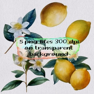 Watercolor Lemon Clipart: 5 PNG Files, Commercial Use (Digital Download)