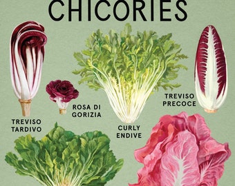 Chicories Poster