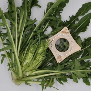 May include: A bunch of fresh green chicory leaves with long, serrated edges and a light-colored base, accompanied by a diamond-shaped wooden seed packet labeled Smarties.bio Gusto Italiano Project with a circular clear window in the center.