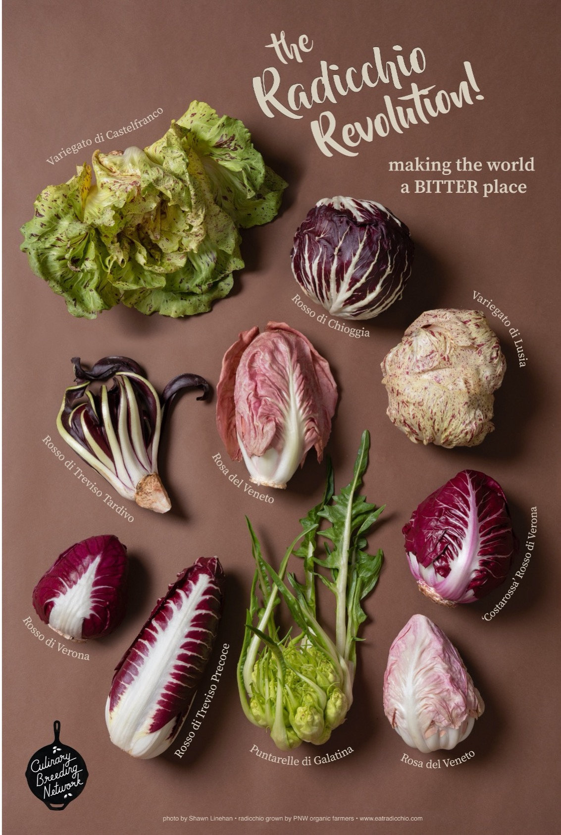 Radicchio Revolution Poster