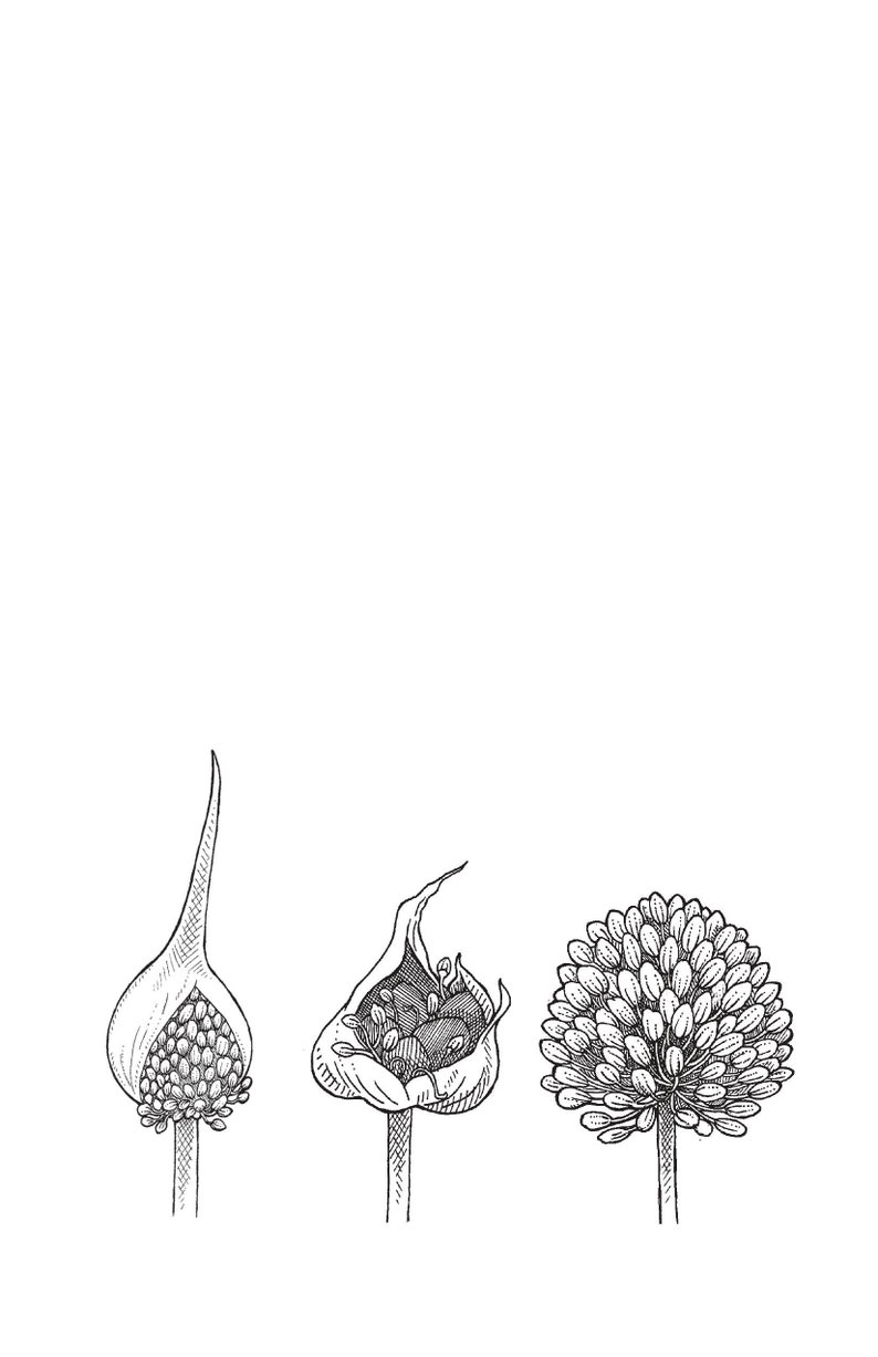 Garlic Zine image 4