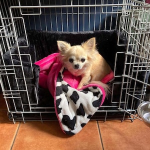 Pu&ograve; includere: Un piccolo chihuahua marrone chiaro &egrave; seduto su un letto per cani nero e rosa all'interno di una gabbia per cani in metallo. Il letto per cani ha un motivo a mucca bianco e nero.