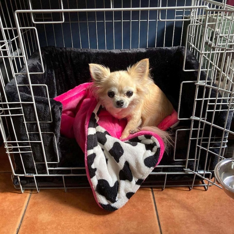 Pu&ograve; includere: Un piccolo chihuahua marrone chiaro &egrave; seduto su un letto per cani nero e rosa all'interno di una gabbia per cani in metallo. Il letto per cani ha un motivo a mucca bianco e nero.