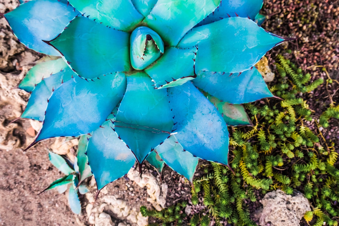 BLUE AGAVE & CACAO Jo Malone Inspired Perfume Pure Perfume Etsy