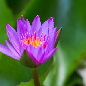 May include: A close-up of a vibrant purple water lily with a yellow center. The flower is in focus, while the green background is blurred.