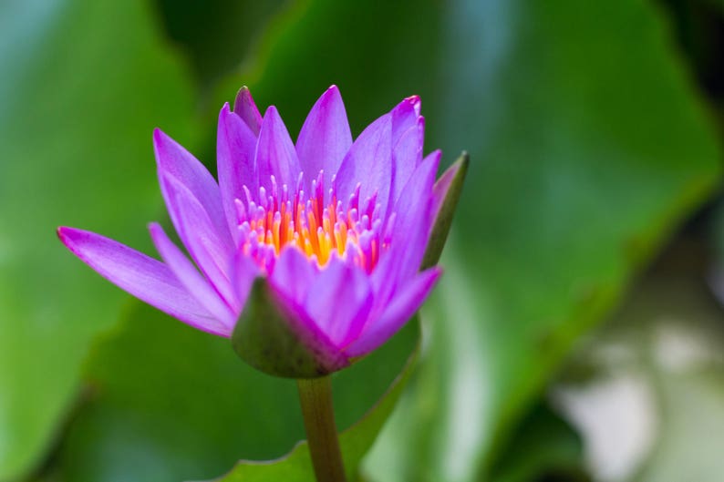 May include: A close-up of a vibrant purple water lily with a yellow center. The flower is in focus, while the green background is blurred.