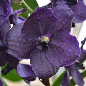 BLACK ORCHID (type) inspired perfume ~  Pure Perfume Rollerball: Alcohol Free - Women. Vegan and Cruelty Free.