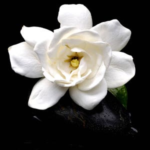 GARDENIA ~ Pure Perfume Rollerball: Alcohol Free - Women. Vegan & Cruelty Free.