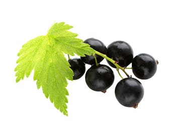 BLACK CURRANT ~ Pure Perfume Rollerball: Alcohol Free - Unisex. Vegan & Cruelty Free